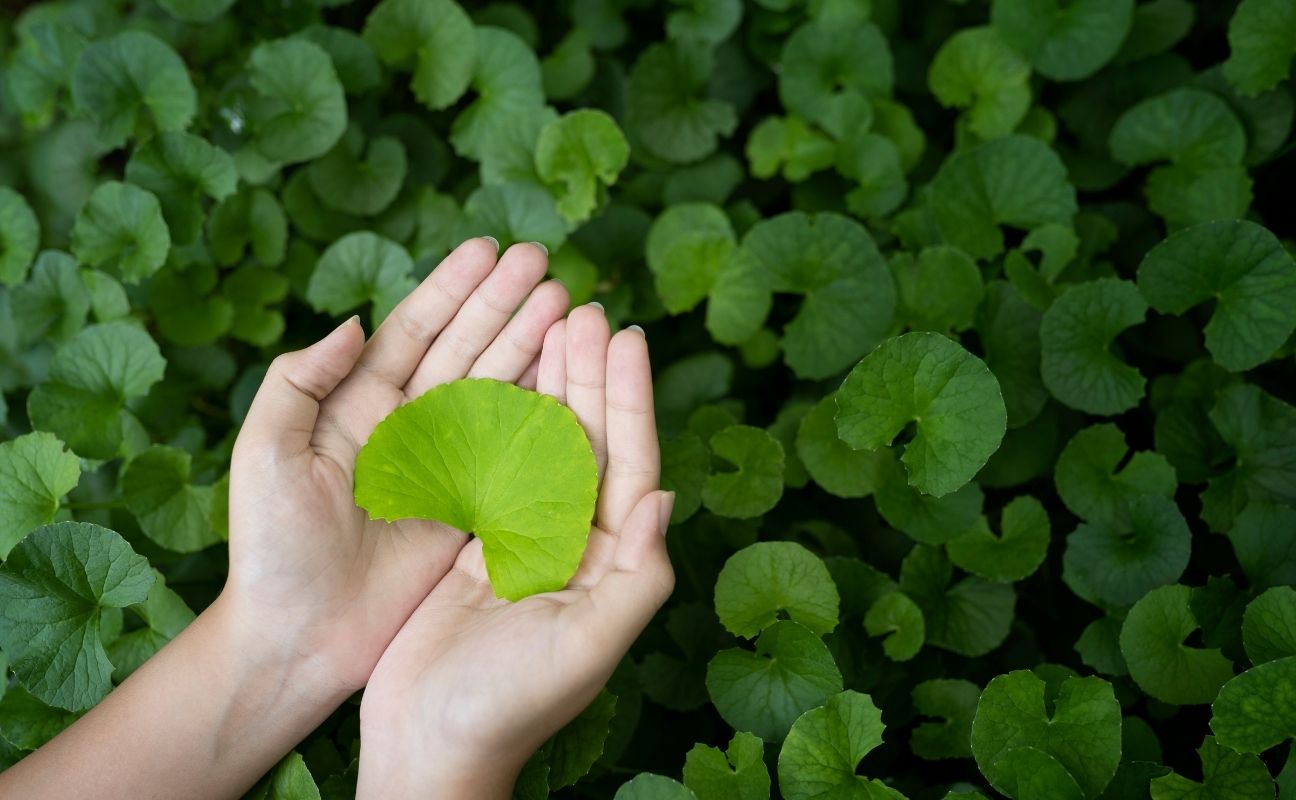 Centella Asiatica : pourquoi cet ingrédient est si populaire en K-beauty