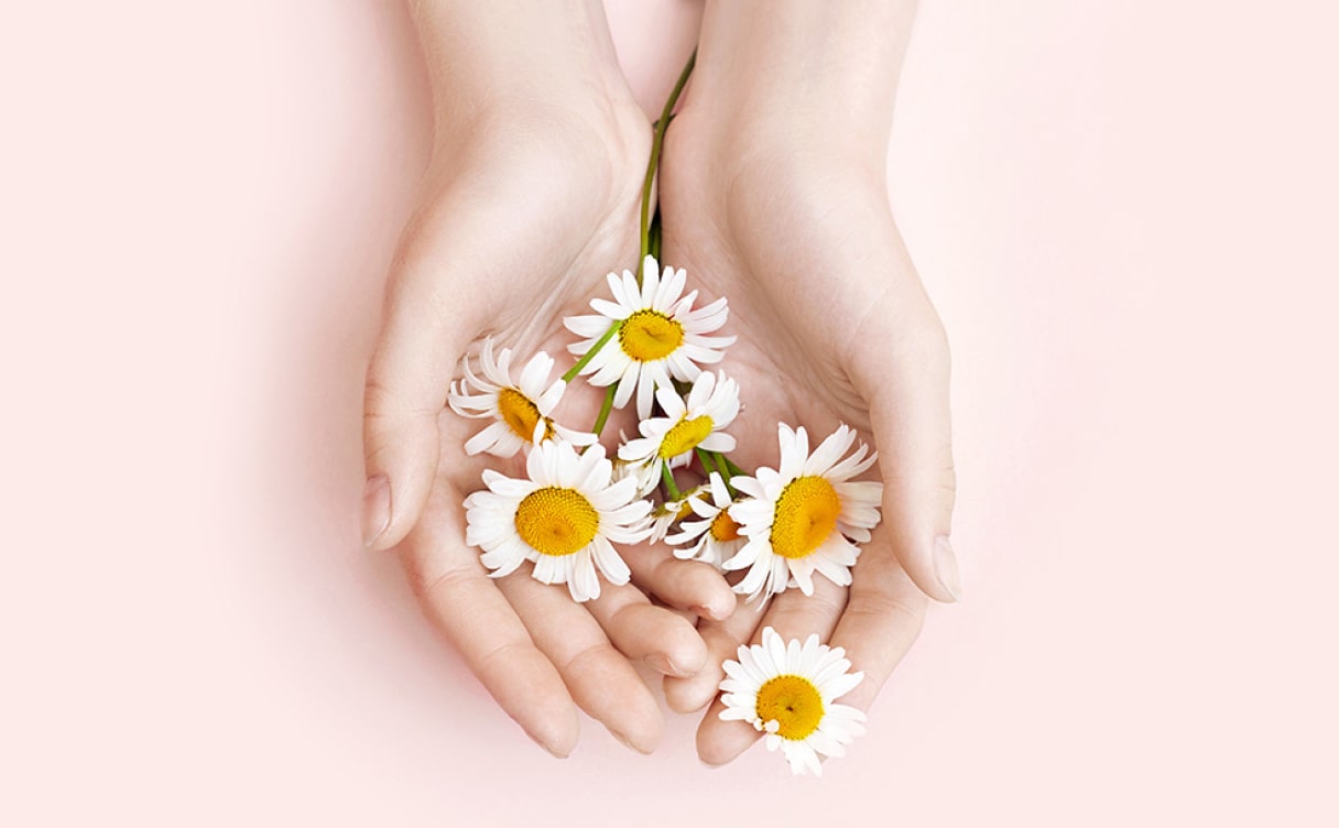 chamomile img
